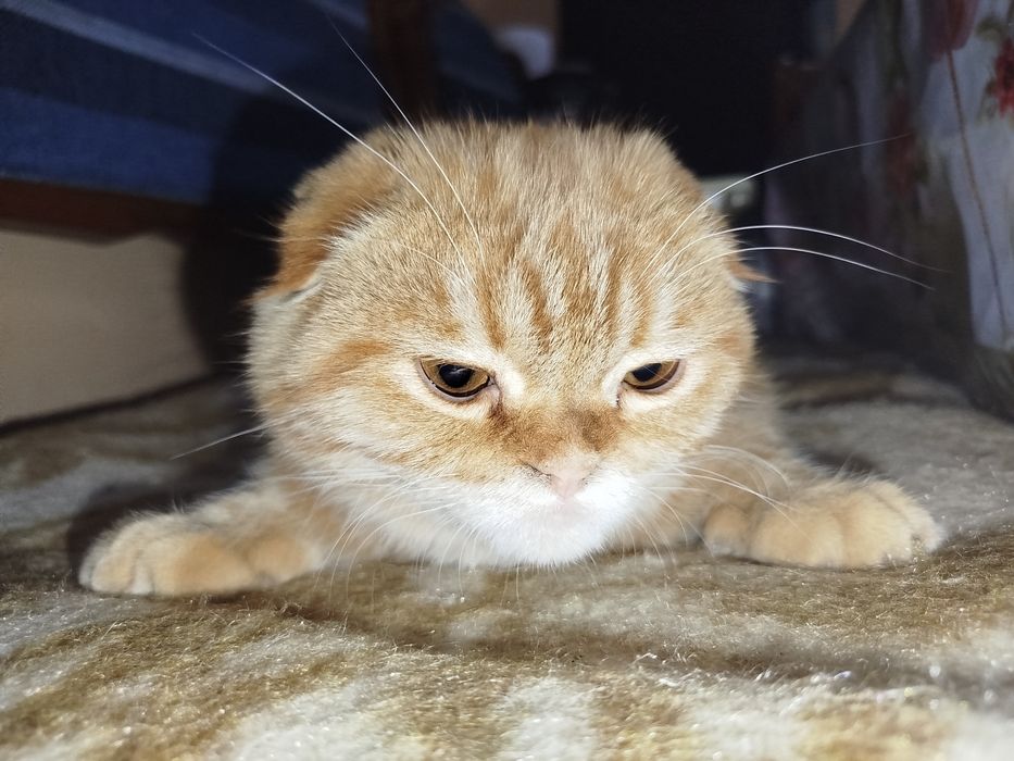 Кот выбирает в себе хозяина