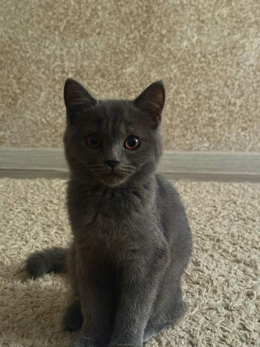 котенок британский, 5 месяцев