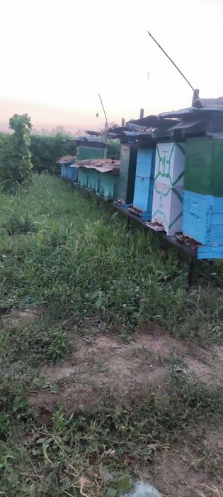 Vând miere de albine