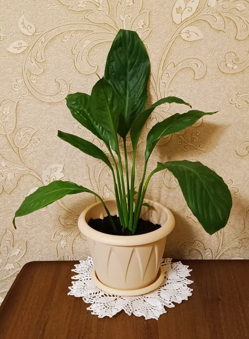 Спатифиллум /женское счастье