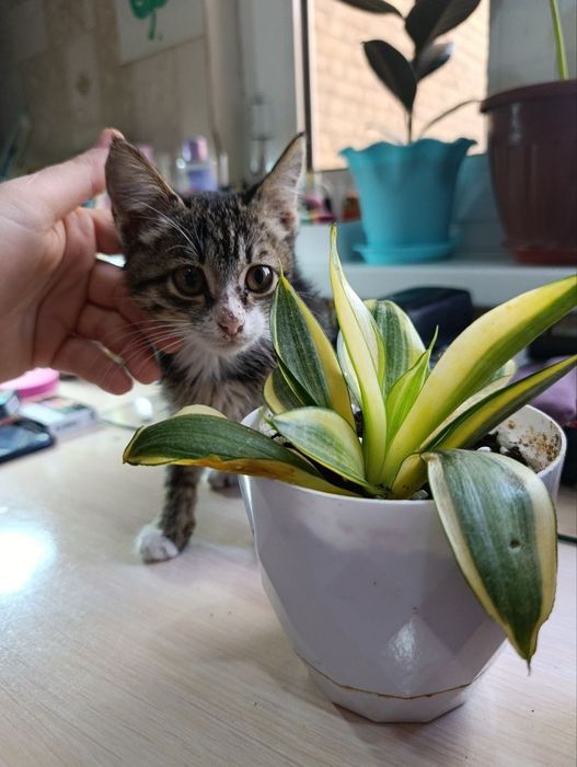 Кошечки в добрые руки