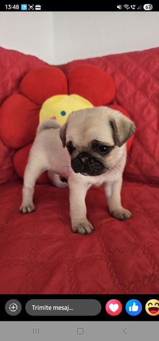 Pui Mops de vânzare