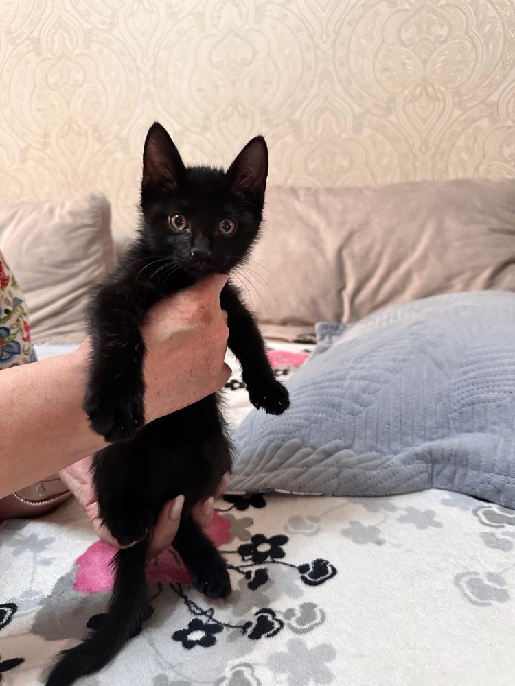 Без Кота и жизнь не та! Два Кота. Мальчики.