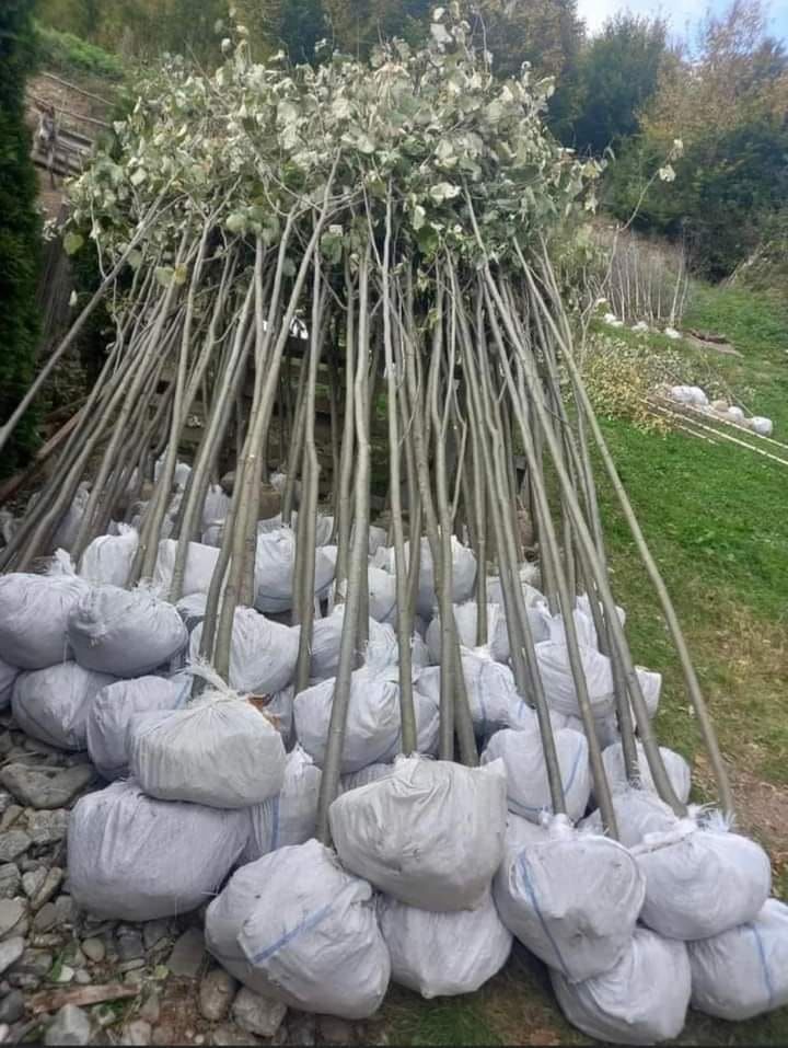 Tuia mesteacăn tei platani brazi leylandi etc
