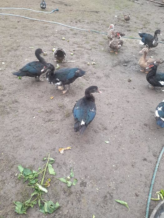 Vând rațe leșești