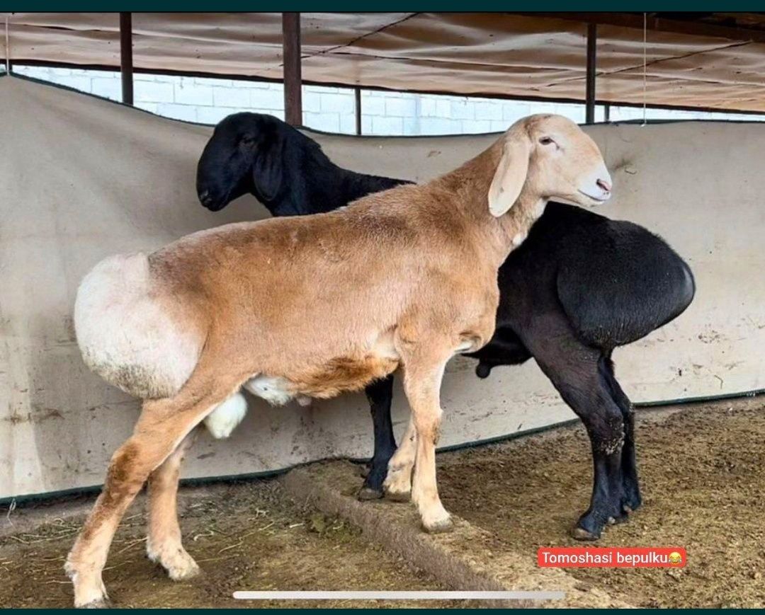 Uyda boqilgan qochqorlar bor