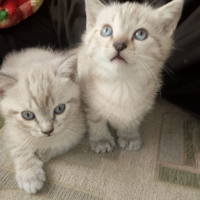 Отдам котят в хорошие руки