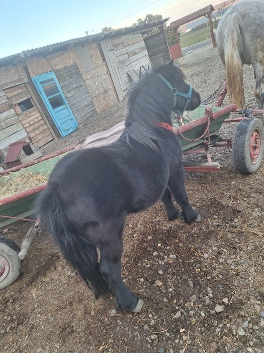Vând ponei castrat jucărie pentru copii
