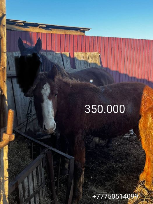 Лошади (Тай) аул Домбыралы