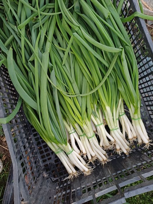 Ceapa verde              .