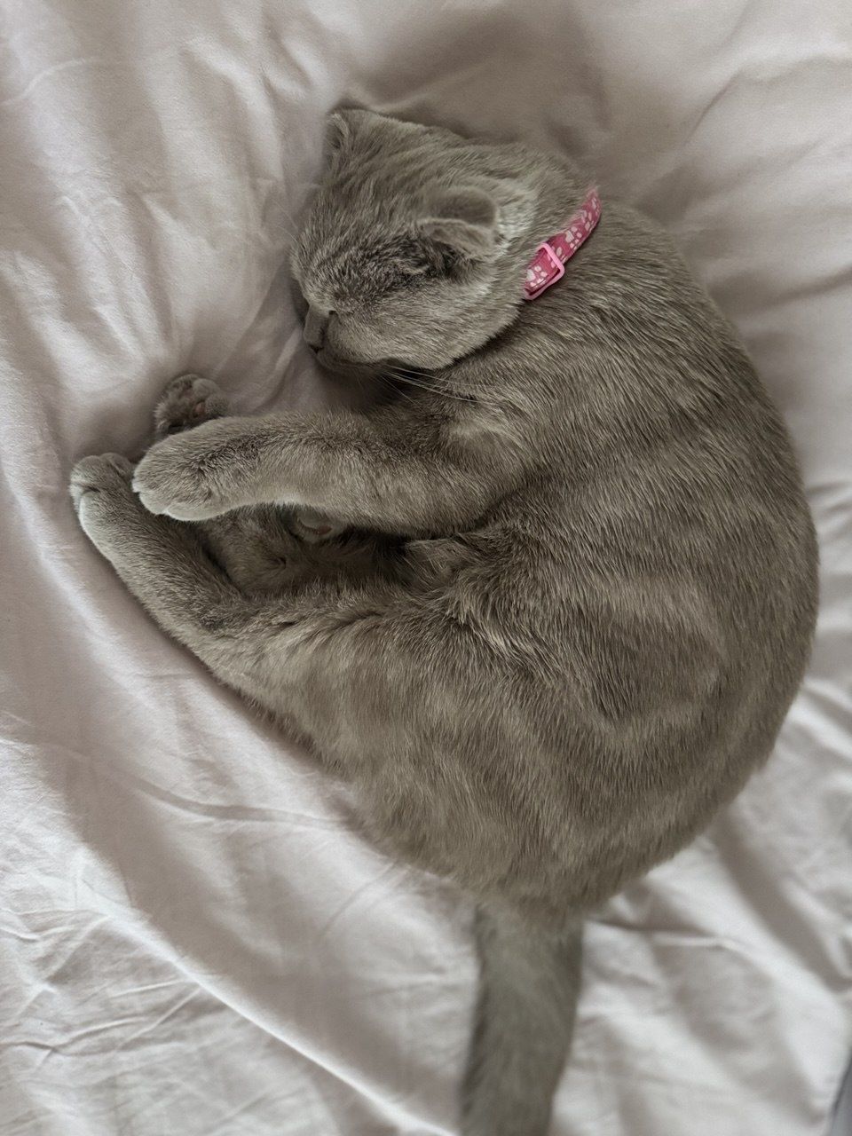 Продаю кошку Скотиш фолд