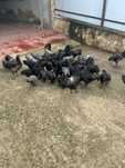 Vând puișori și familie matură (4+1) Australorp negru-albastru