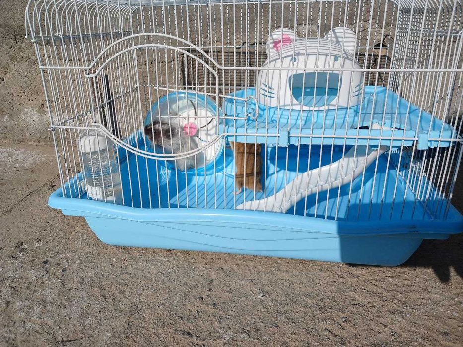 Xomyak 2 ta, qafasi bilan