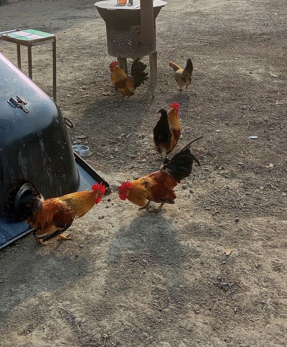 Продам петухов .
