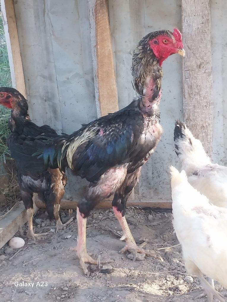 Tez va arzon narxda sotiladi