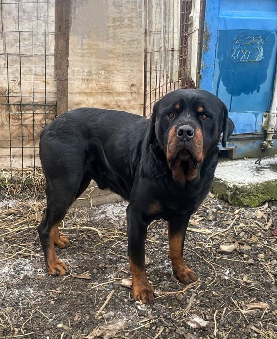 Vand catel rotweilar pui