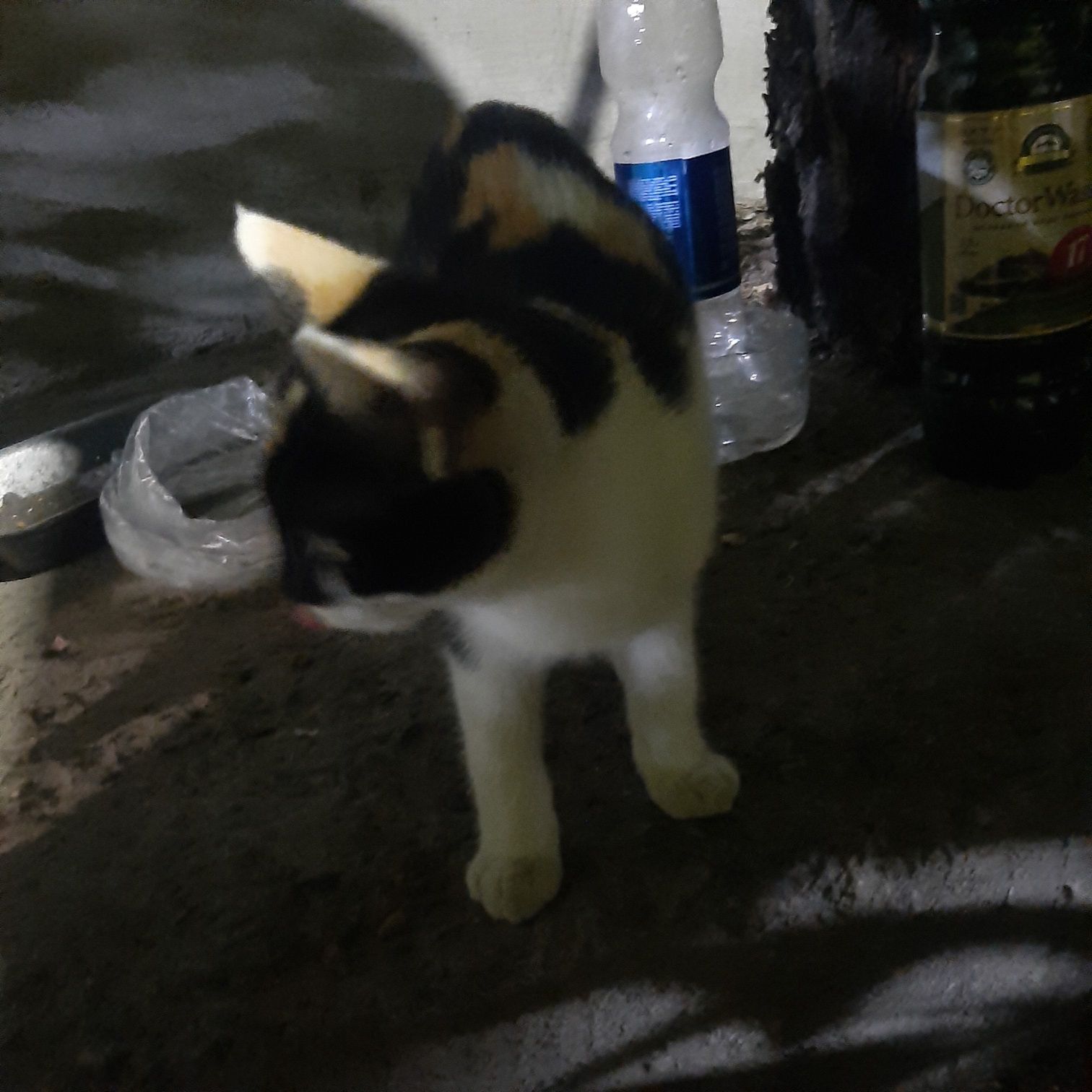 Продам котёнка  срочно