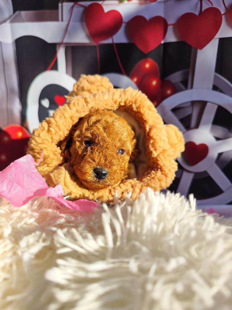 Пудел Той / POODLE Toy от Родословни родители