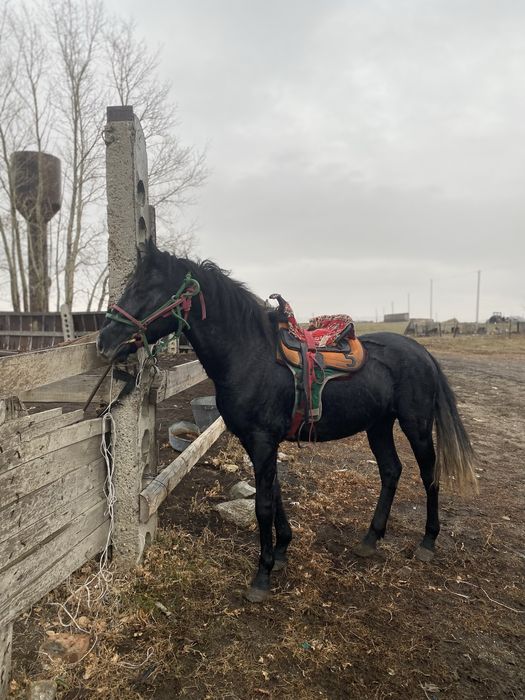 Полукровка Айғыр сатылады