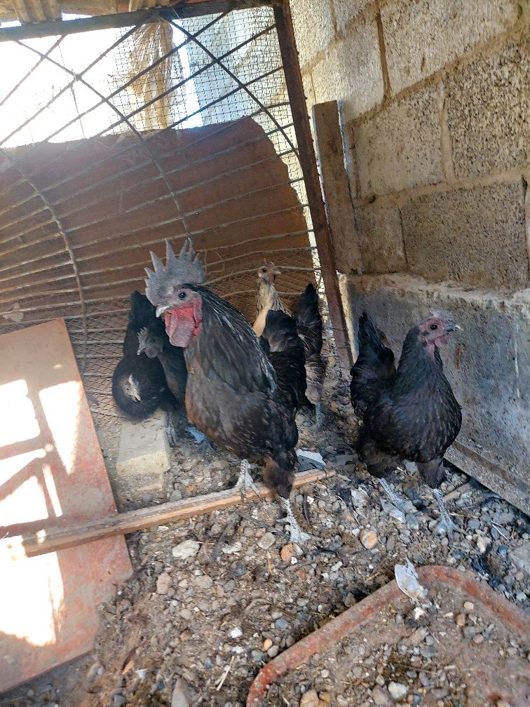 Ухой товуклар опши 5та