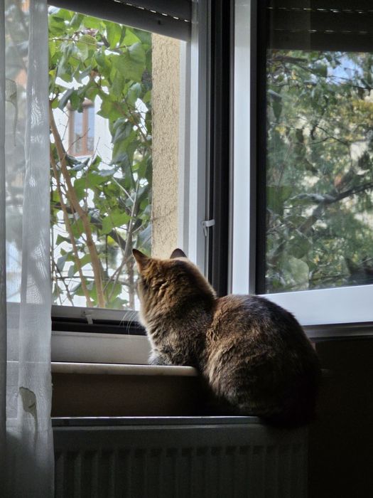 Pisica prietenoasa de donat