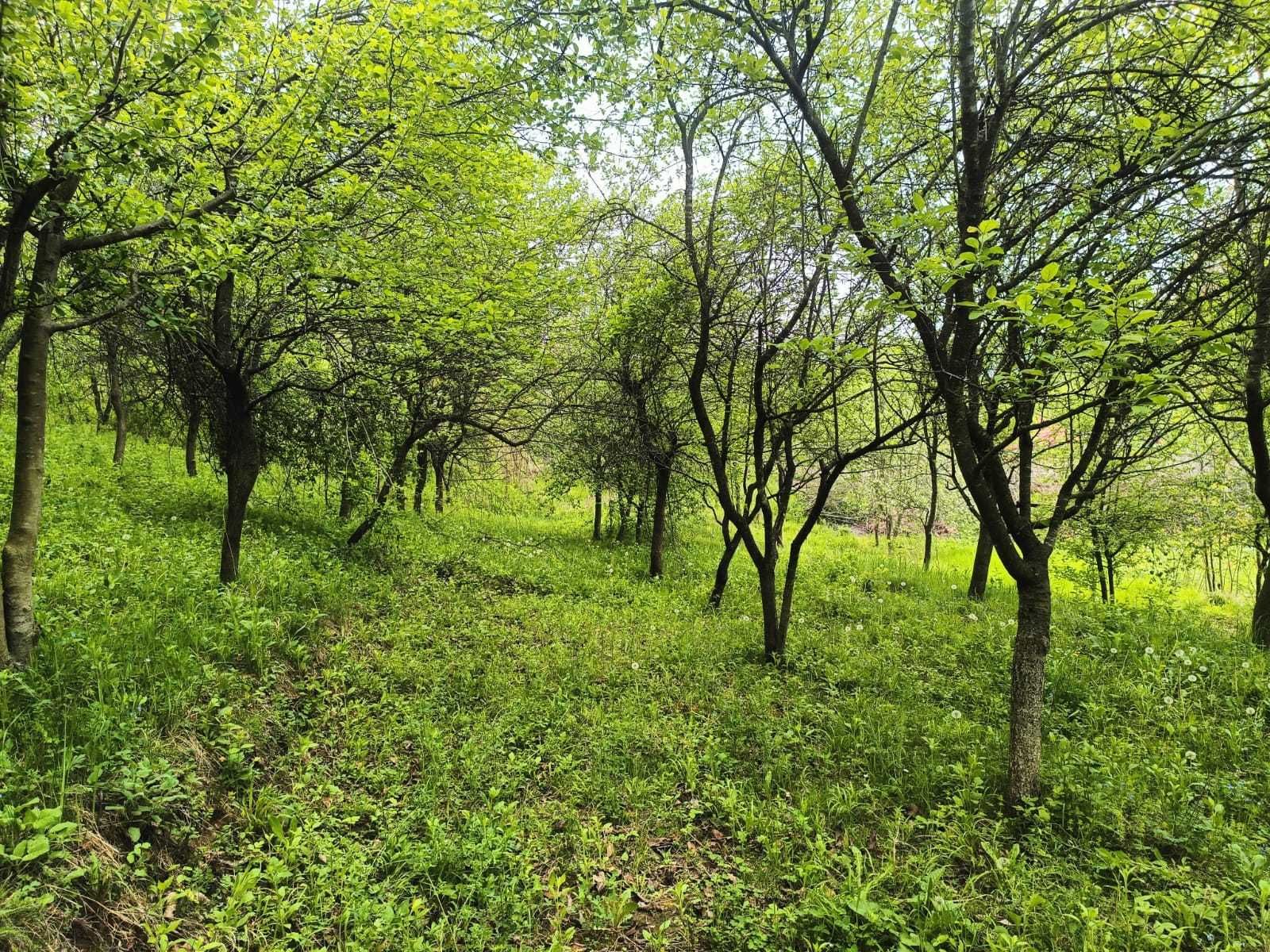 Vând teren intravilan în CĂRBUNEȘTI-PRAHOVA. Ideal CASĂ VACANȚĂ!