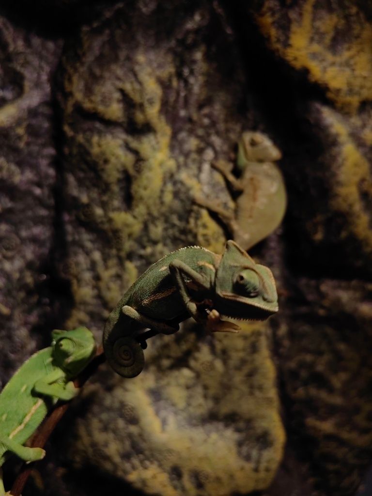 Gecko, cameleon, agama, reptile