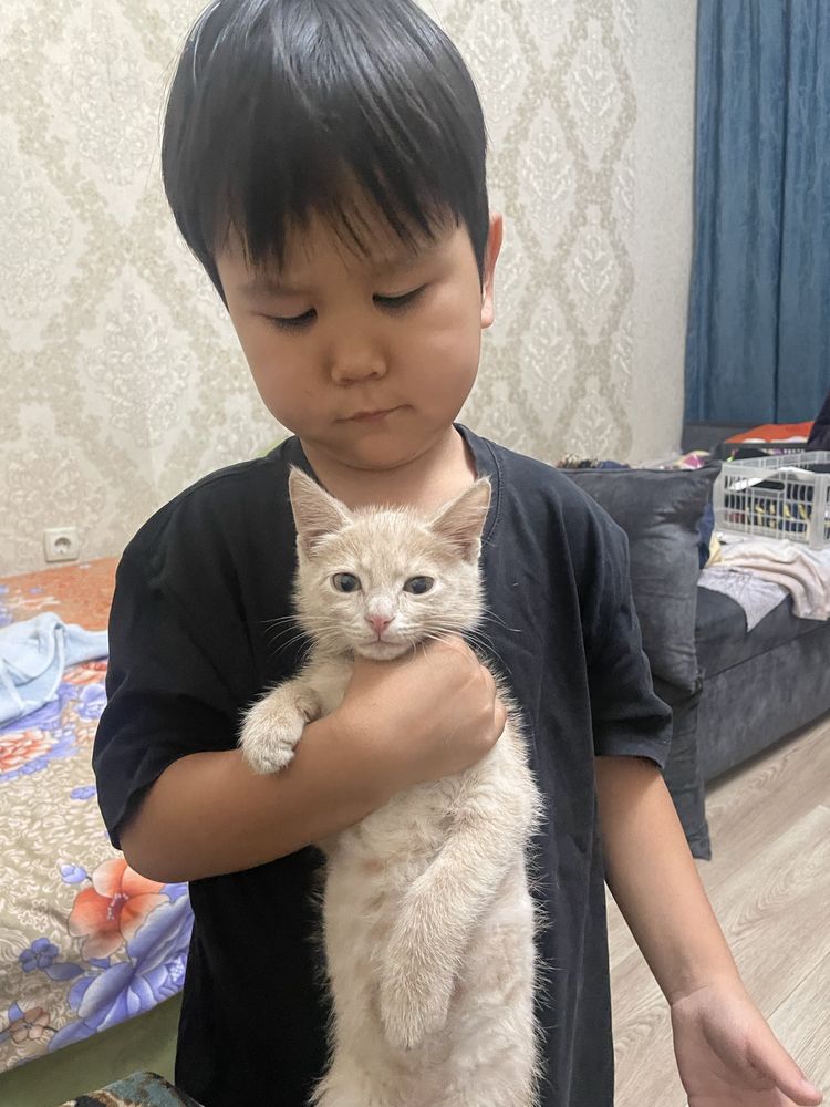 Котенок мысық кошка кот