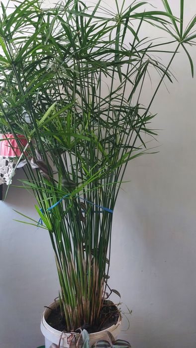 Циперрусы. Тропический цветок.