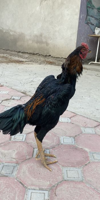 Дакан хўрозлар ва макиен