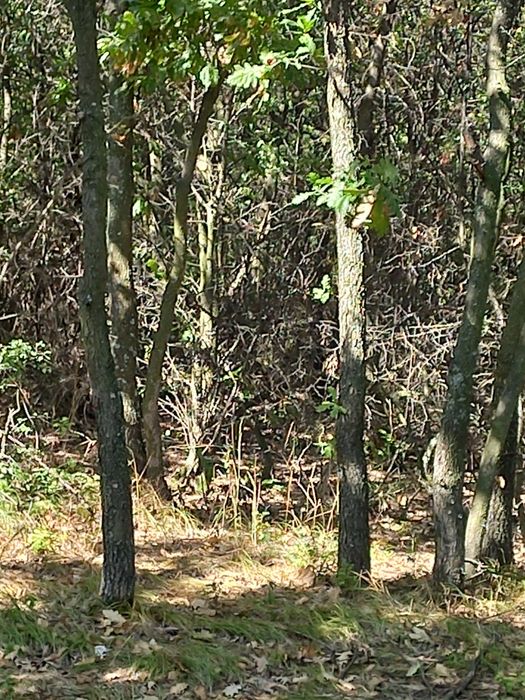 De vânzare pădure zona Balaura