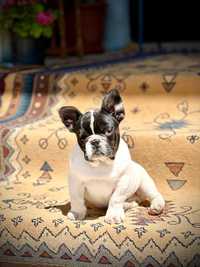 Bulldog francez adorabil