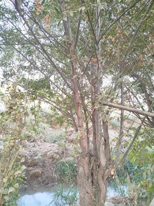 Толллар сотилади