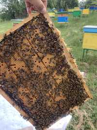 Пчелни рамки с пчела и пило