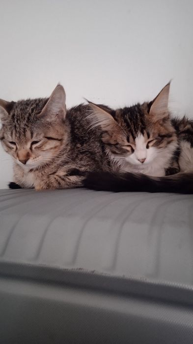 Мушукчалар сотилади.