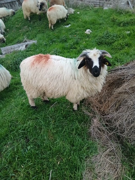 Vând sau schimb berbecuț breaz