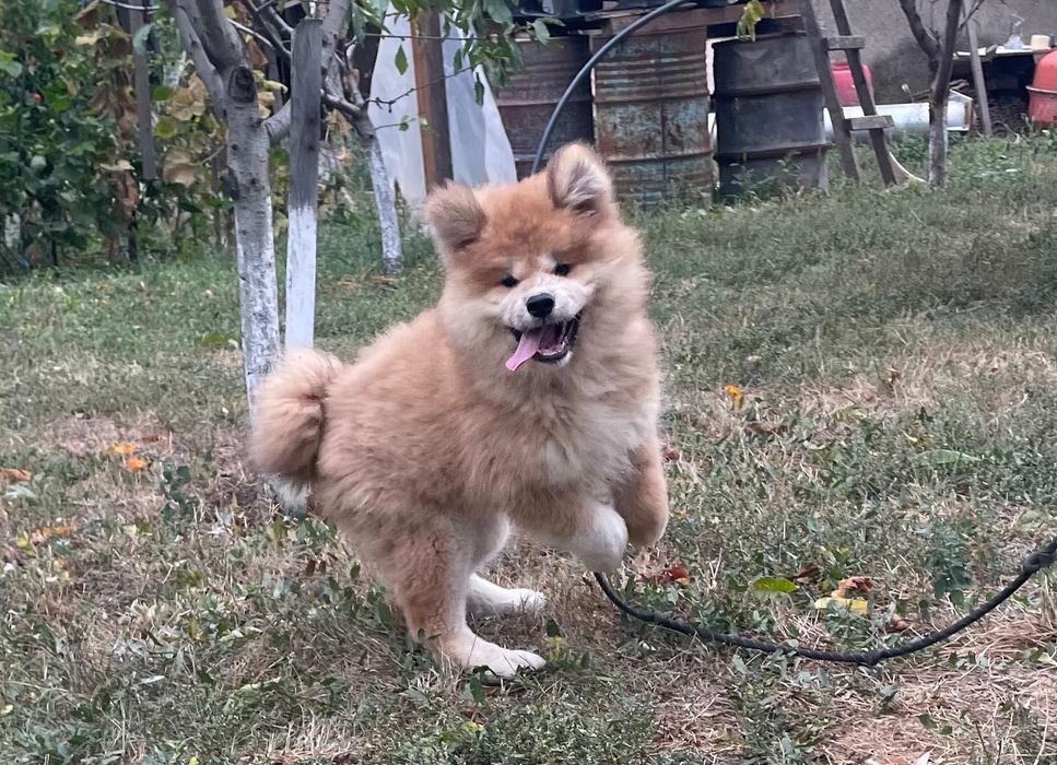 Catelusa Akita cu par lung