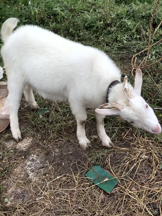 Vând țap sau schimb cu cereale, purcel..