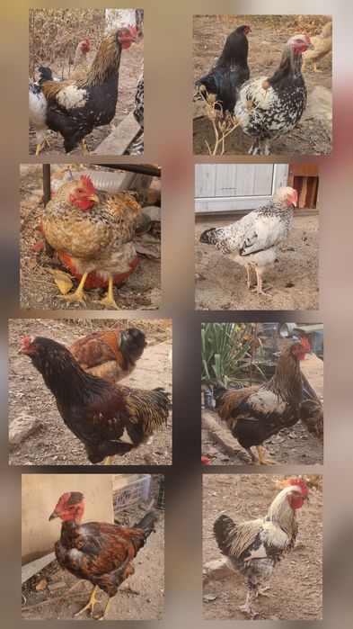 Продам петушков молодых