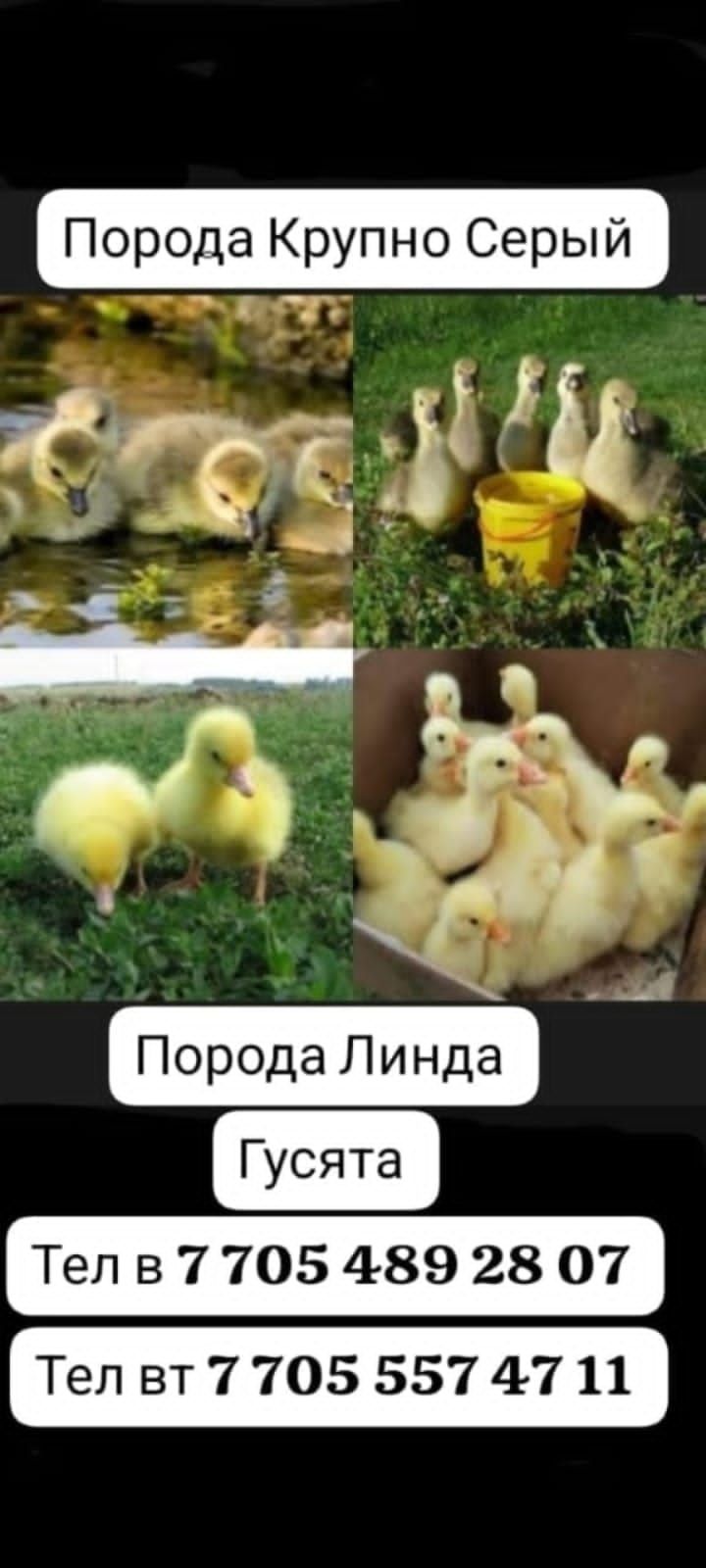 Продам гусят Линда и крупно Серый