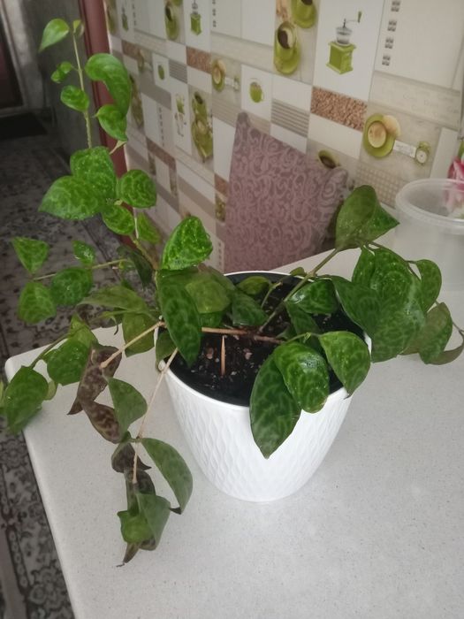 Эсхинантус мраморный