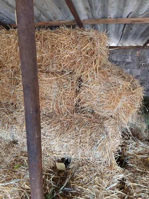 Vand baloti de lucerna si paie