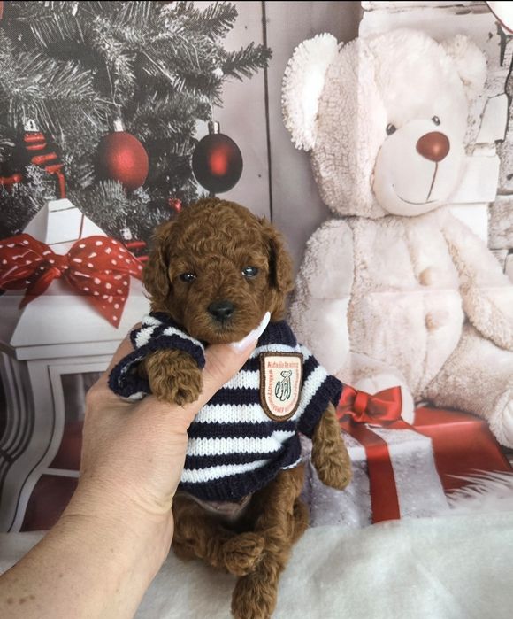 Пудел той Poodle toy / Тийкъп с родословие