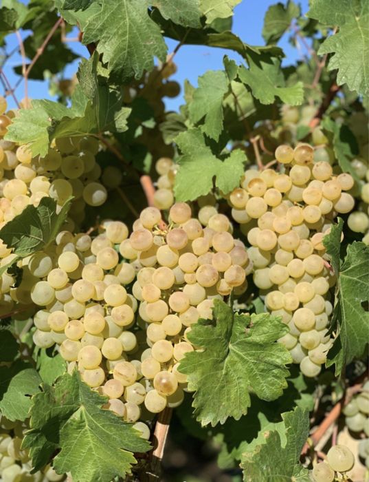 Vand struguri de vin Bacau-Bârlad-Galati-vaslui-Braila