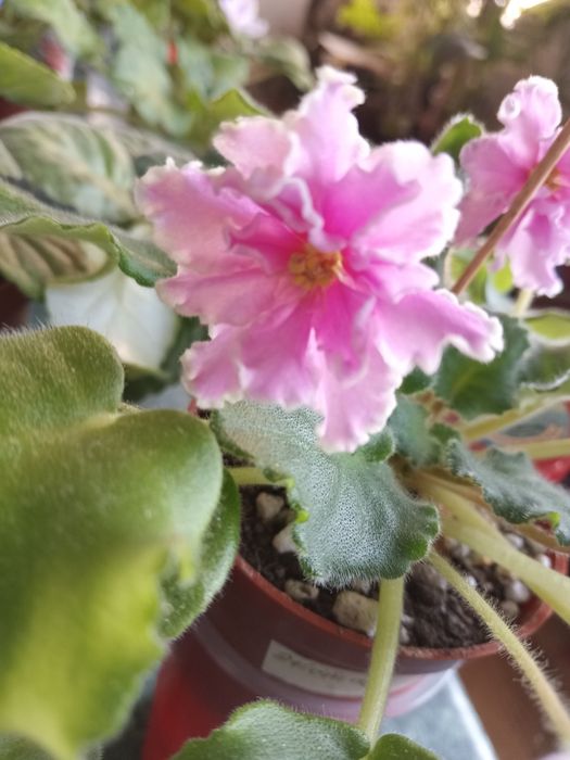 Фиалочки для дома