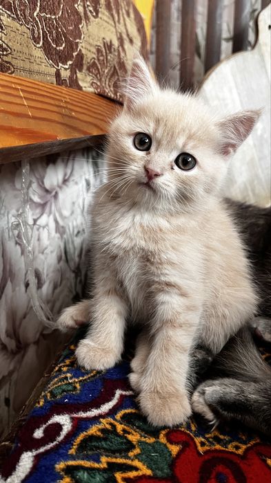 чистопородный скотиш страйт