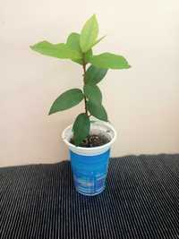 Растения дафинов лист между 14 и 22см., за Варна