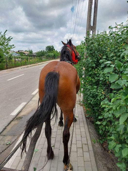 Iapă tânără de vânzare