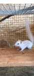 Vând iepurași cap de leu pitici și hamsteri