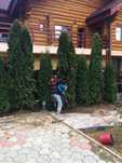 Tuia Smarald / Chiparos Leylandii